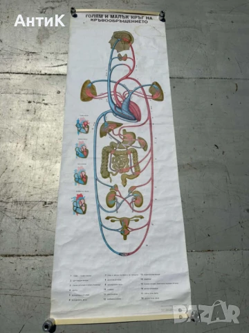Соц Анатомични Медицински Учебни Плакати, снимка 2 - Антикварни и старинни предмети - 51100738