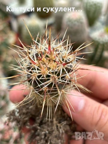 Кактус вид Echinocereus - LINDSAYI, cactus e. Lindsayi, снимка 3 - Градински цветя и растения - 46167457