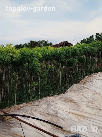 Кълбовидна акация. Robinia Pseudoacacia Umbraculifera, снимка 6 - Градински цветя и растения - 25292987