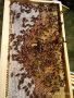 Продавам РАННИ пчелни отводки 2024, регион Пловдив