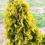 Туя Златен Смарагд, Thuja Occidentalis Golden Smaragd, снимка 1 - Градински цветя и растения - 37217569