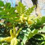 Махония, Mahonia japonica , снимка 4
