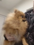 продавам померан , снимка 3