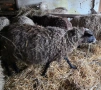 Романовски овце, снимка 5