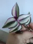 Традесканция, tradescantia quadricolor, снимка 1