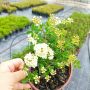 Спирея Юнска Булка, Spiraea nipponica June Bride, снимка 7