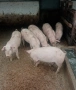 Малки прасета /прасенца , снимка 2