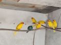 папагали какарики, снимка 2