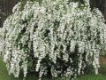 Майски сняг - Спирея, снимка 1 - Градински цветя и растения - 45160378