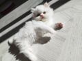 Персийски котета , снимка 11