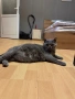 Британска котка , снимка 2