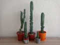 Кактуси Cereus , снимка 1