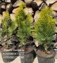 Източна туя „Златиста“ (Thuja orientalis Aurea Pyramidalis), снимка 3