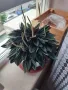 пеперомия екзотична, снимка 1