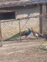 Двойка индийски пауни, снимка 1 - други­ - 45426815