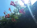 Кампсис, тромпетна лоза (Trumpet vine, Campsis radicans), снимка 7