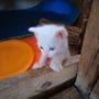 Бели котета търсят любящи стопани, снимка 6