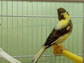 Канарчета две женски едно мъжко, снимка 3