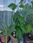 Авокадо в саксия, снимка 1 - Стайни растения - 45511467