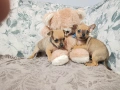 продавам малки пинчери, снимка 2