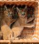 налични котенца савана,сервал и каракал, снимка 12