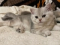 Британско сребърно коте, снимка 2