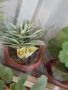 Налични цветя-красула, сансевиера 2вида-ниски жълти и зелени , снимка 1
