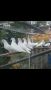 Продавам бели Пазарджишки гълъби , снимка 1 - Гълъби - 45830374