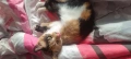 Котенце Мая., снимка 5
