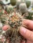 Кактуси Echinocereus Lindsayi, снимка 3
