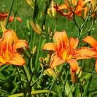 Хемерокалис/Дневна Лилия, снимка 1 - Градински цветя и растения - 45368608