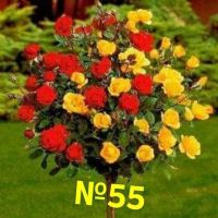 Продавам рози, снимка 7 - Градински цветя и растения - 45108981