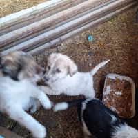 Българско овчарско куче, снимка 3 - Каракачанска овчарка - 45558672