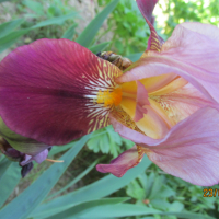 ириси, перуники, снимка 2 - Градински цветя и растения - 45035631