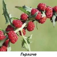 Гърличе (Свинска ягода), снимка 1 - Сортови семена и луковици - 45407446