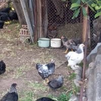 Продавам  пилета, снимка 1 - Кокошки и пуйки - 45471918