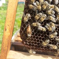 Продавам пчелни майки, снимка 3 - За пчели - 45171384