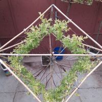 Вариегатна японска върба с геометрично оформление, снимка 14 - Градински цветя и растения - 45387000