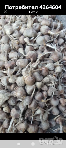 Продавам шафранови луковици, снимка 1