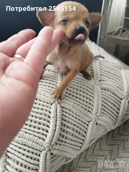 пинчерче момче, снимка 1