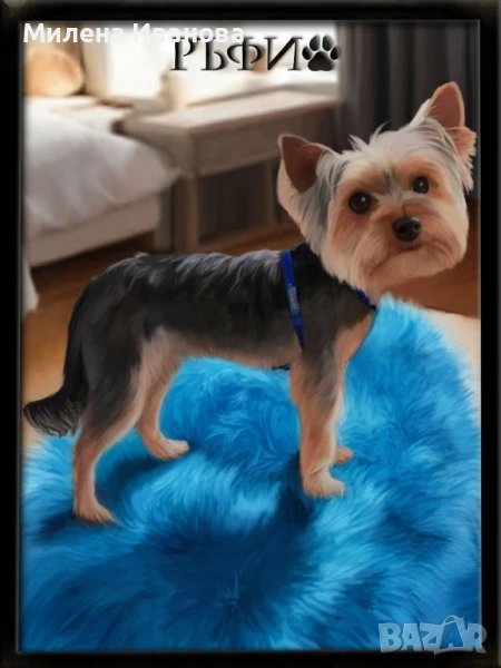 Йорки за разплод, снимка 1