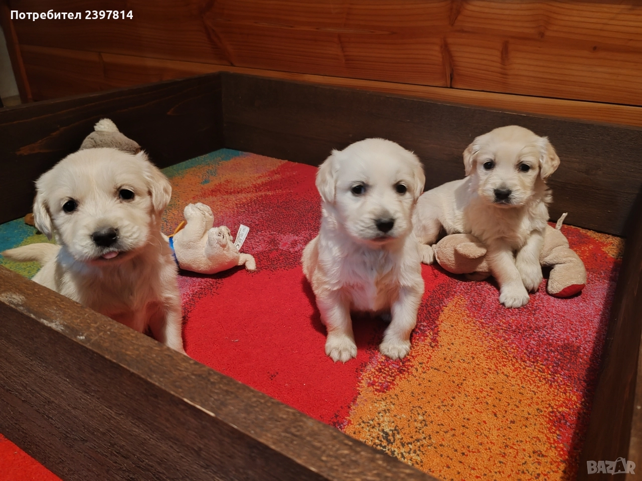 Голдън ретривър , снимка 1