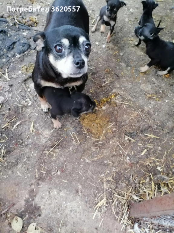 Пинчер, снимка 1