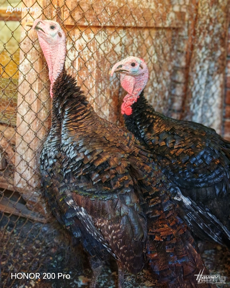 Пуйки порода Артисан , снимка 1