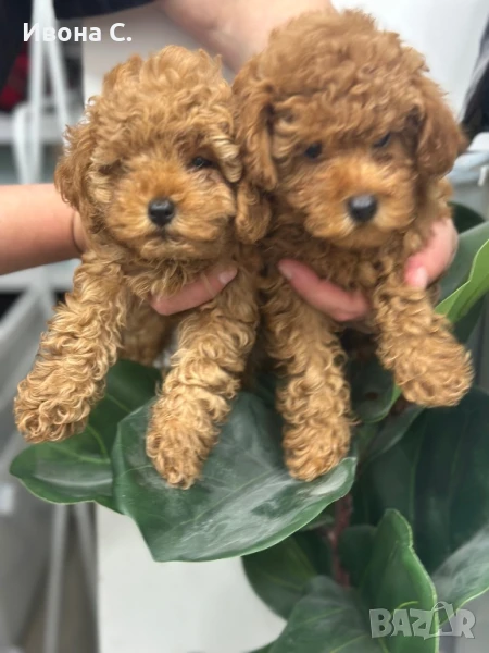 Той пудел, снимка 1