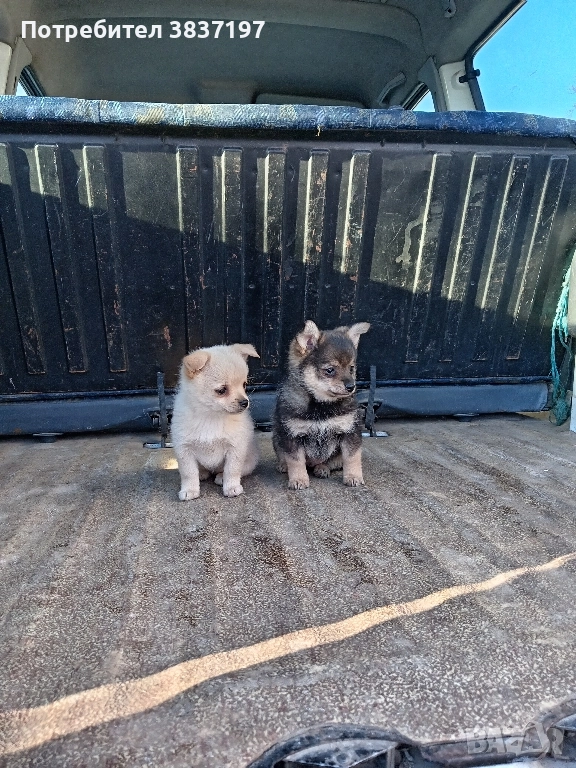 мъжки и женски кучета , снимка 1