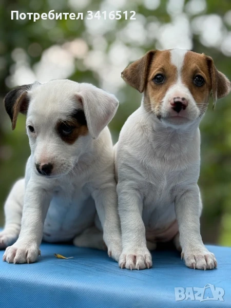 Женски Кучета Джак Ръсел, снимка 1