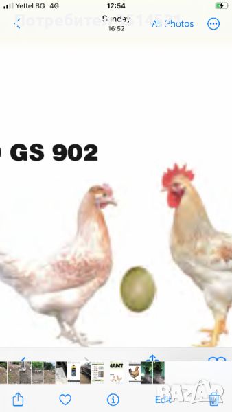 Ярки доминант GS 902 зелени яйца на  3 месеца, снимка 1