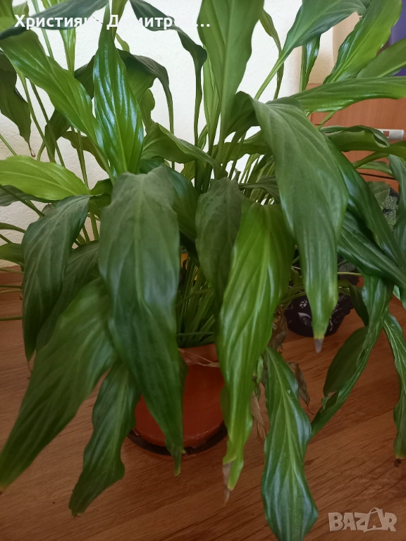 Спатифилум  , снимка 1