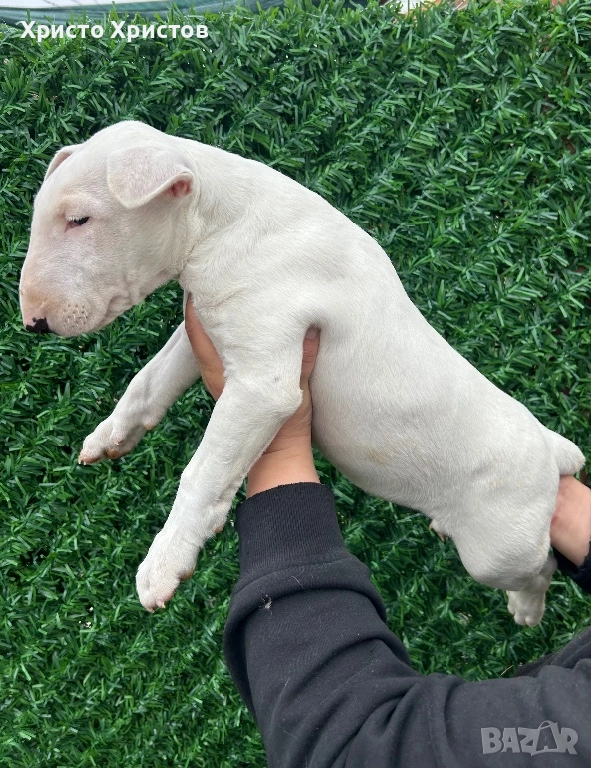 Бултериер , снимка 1